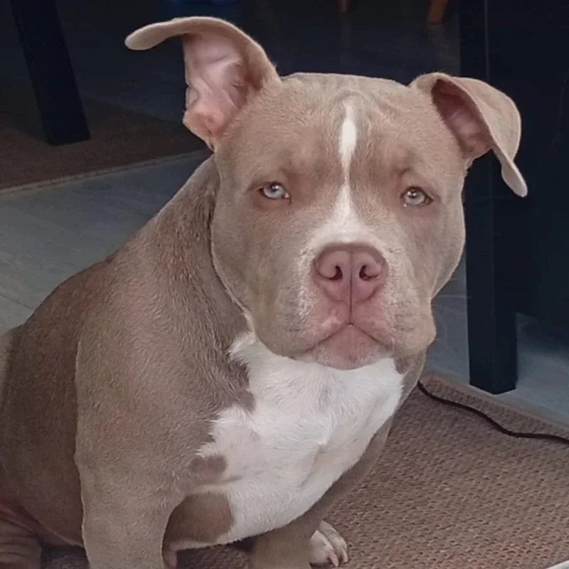 NBC Lo'ak - American Bully