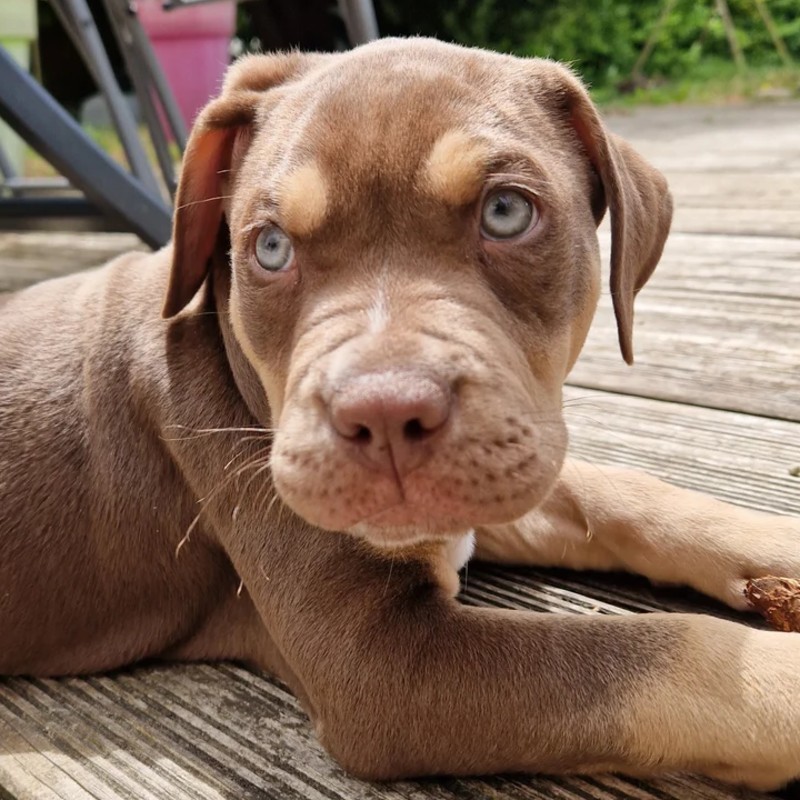 EARL de Lochy Bloom - American Bully