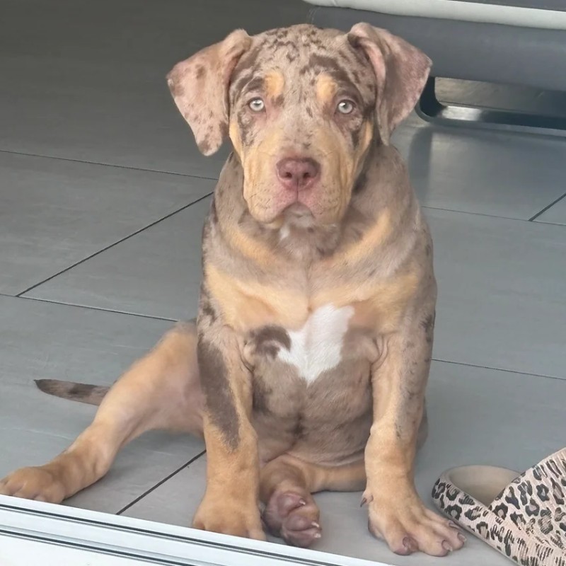Cassie - American Bully