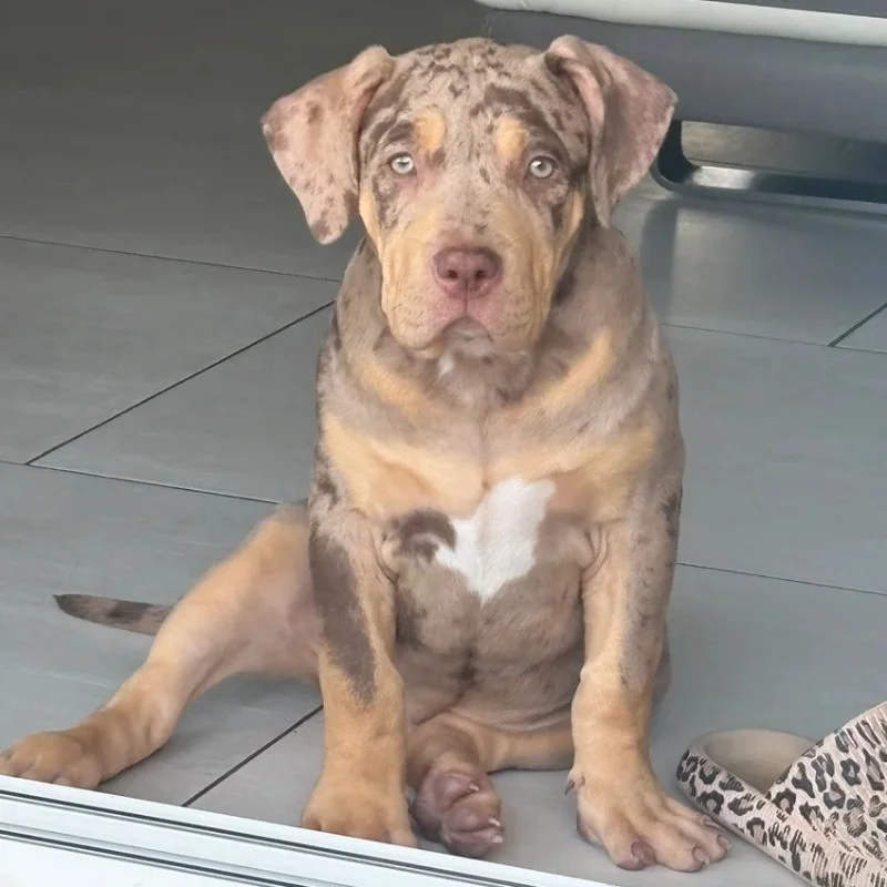 Cassie - American Bully