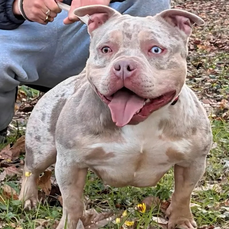 BPGO Uta - American Bully