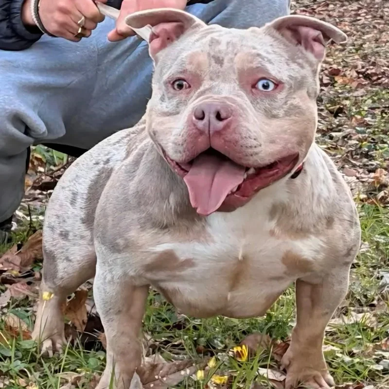 BPGO Uta - American Bully