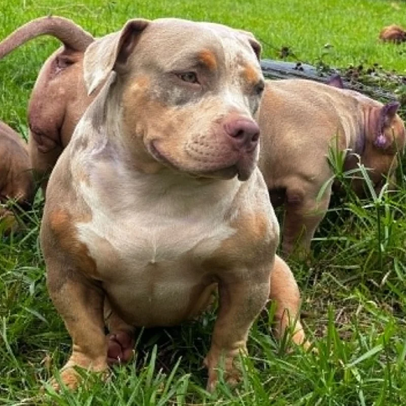 Yannabullysquad K-Ly - American Bully
