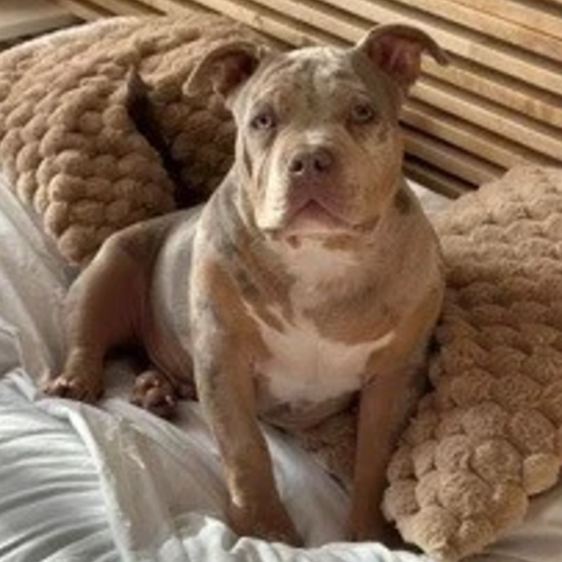 Arlo - American Bully