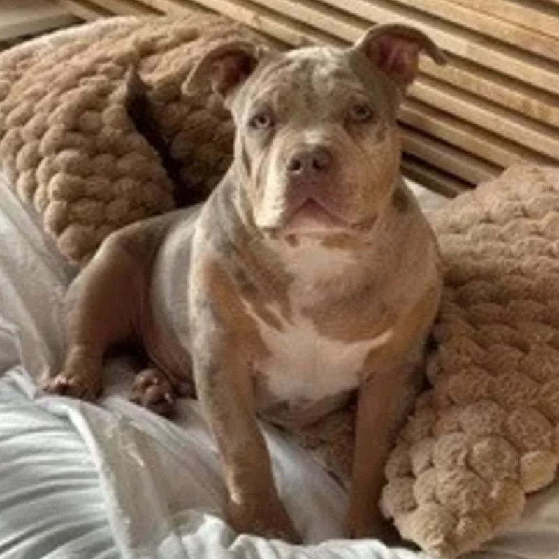Arlo - American Bully