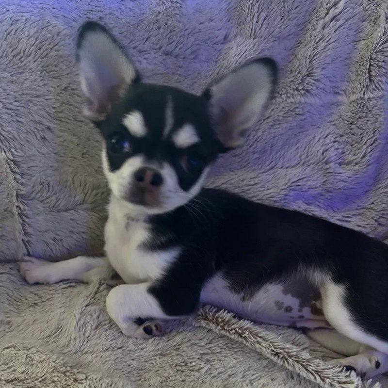 Dollhouse Alaska - Chihuahua