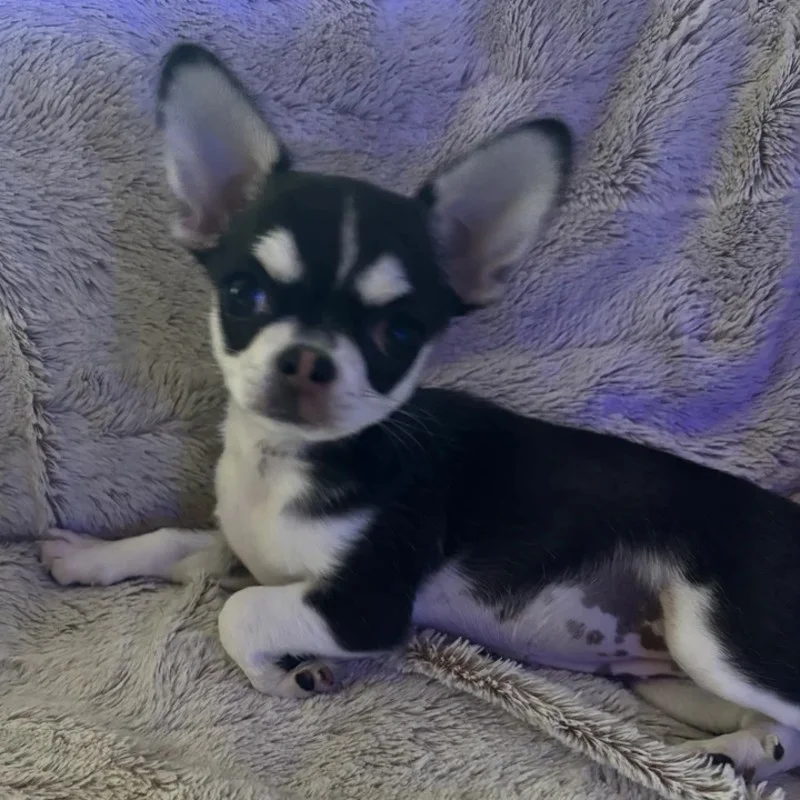 Dollhouse Alaska - Chihuahua