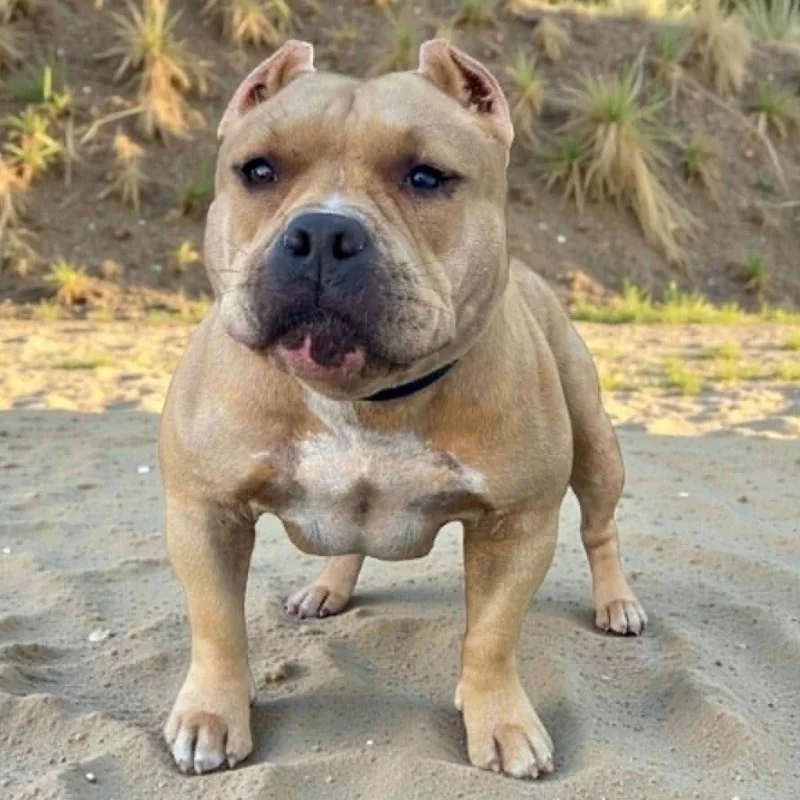 Yannabullysquad Tymka - American Bully