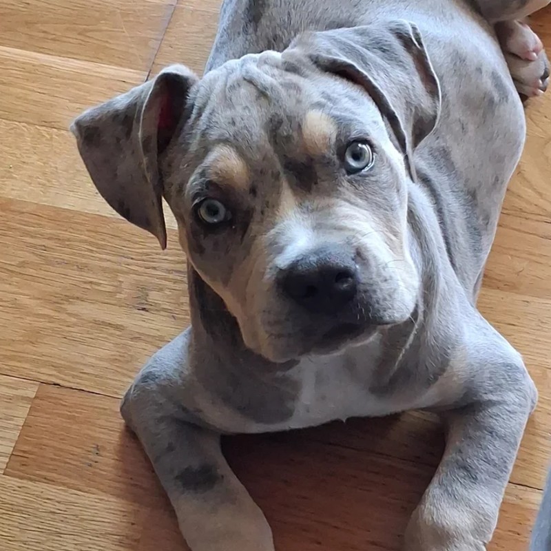 EARL de Lochy Boulette  - American Bully