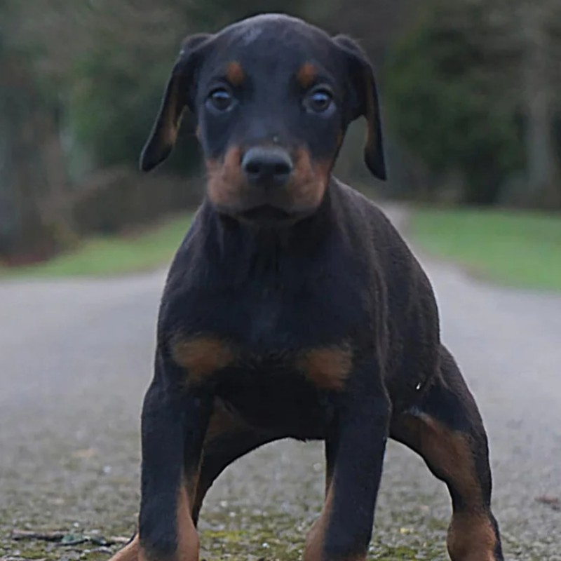 Phoenix Bully's Kennel Bella - Doberman
