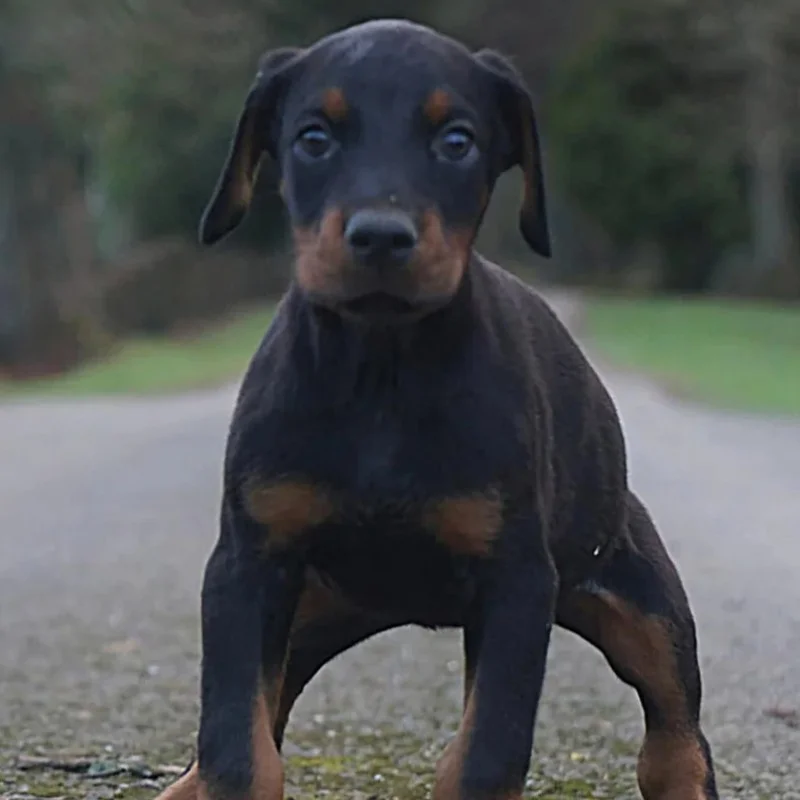 Phoenix Bully's Kennel Bella - Doberman