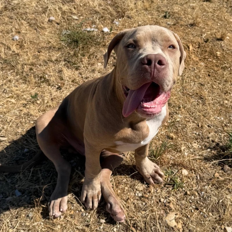 King Of Lion Kimbo - American Bully