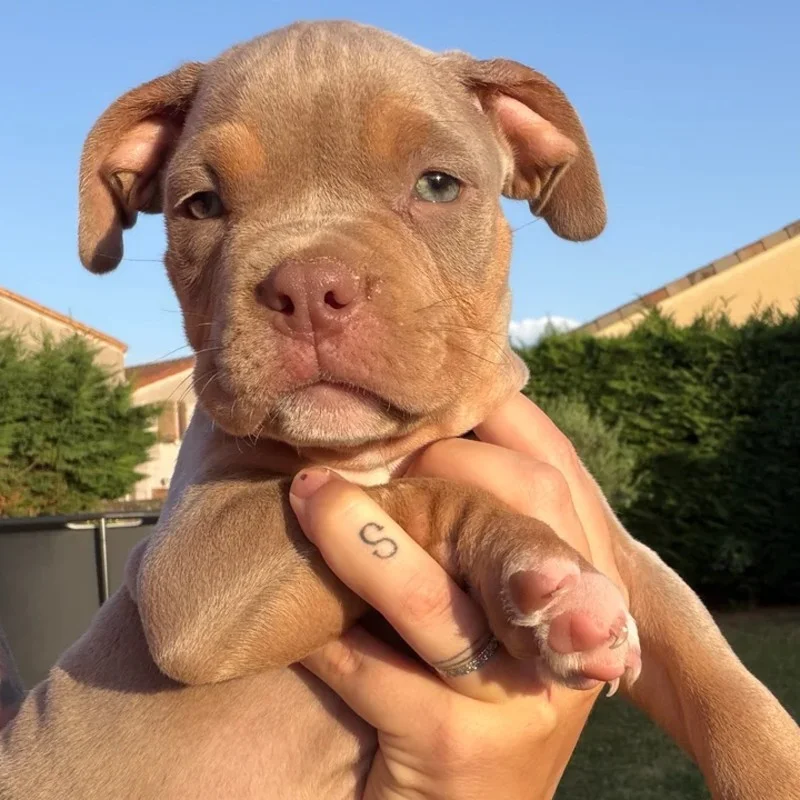 TK Bully'z Bowser - American Bully FBKC