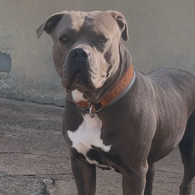 Lion Bully Kennels Blue - American Bully