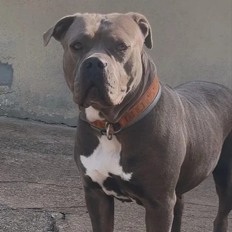 Lion Bully Kennels Blue - American Bully