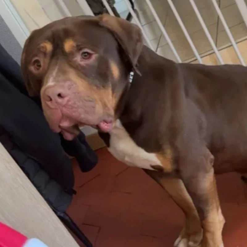ATB Trixter - American Bully