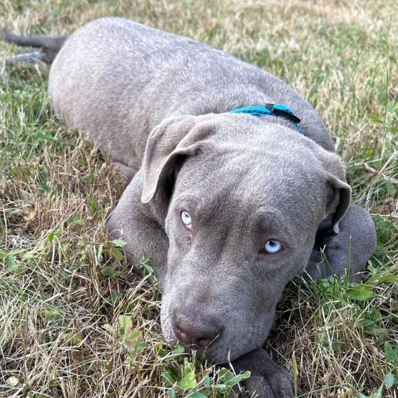 Blue - American Bully