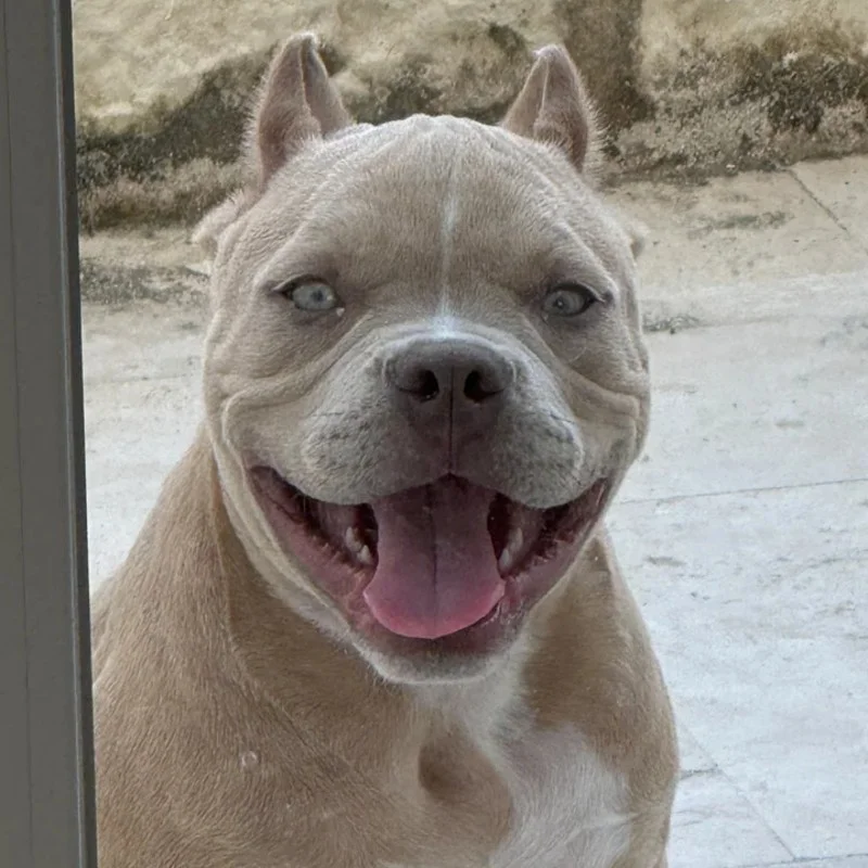 The Macaw Family Kennel Thor - American Bully