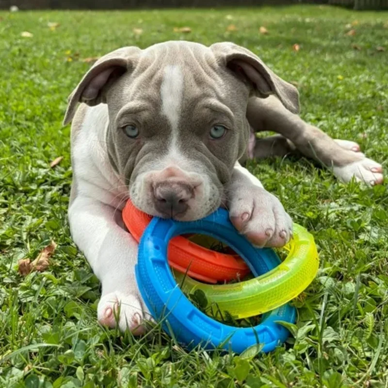 Marty - American Bully