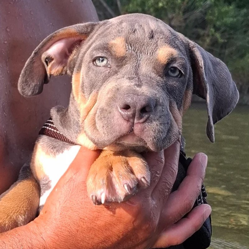 TK Bully'z Zuma - American Bully