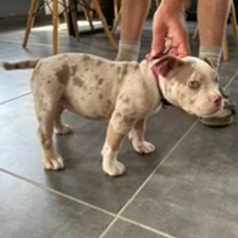 Boye - American Bully