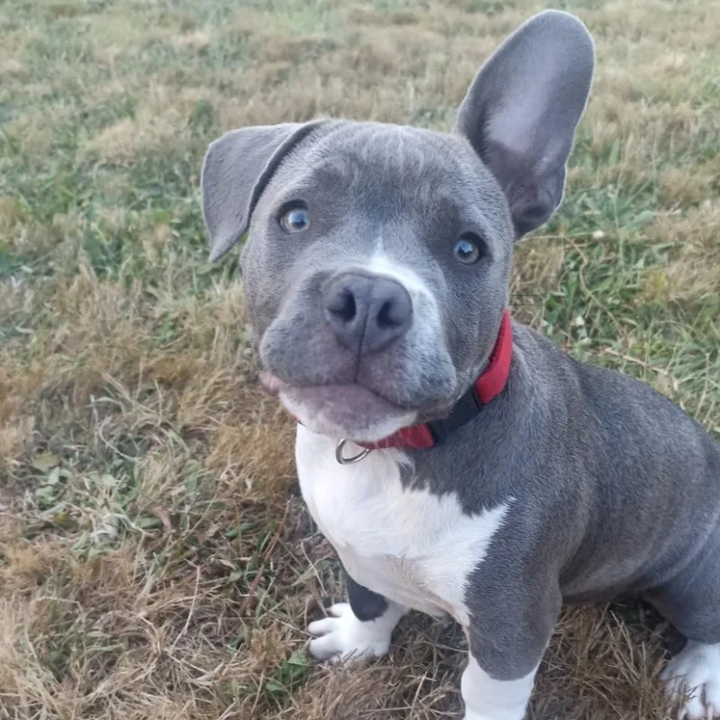 Family BG Dog Watanuki - American Bully