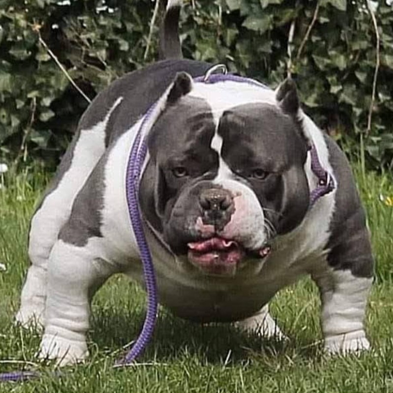 Hell's Bully Hulk - American Bully