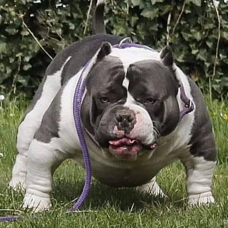 Hell's Bully Hulk - American Bully