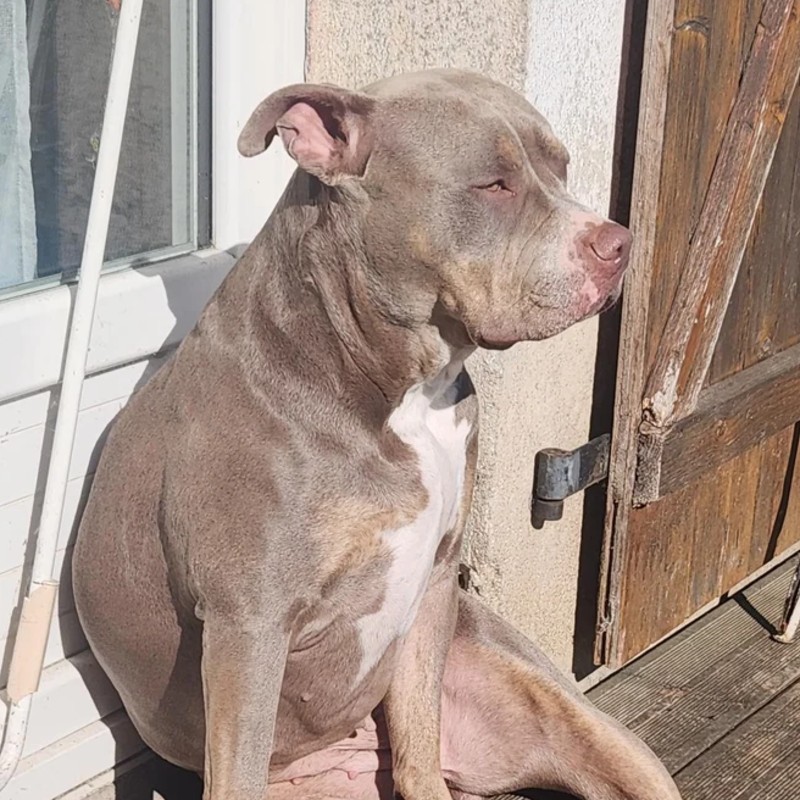 Bully Family Leika - American Bully
