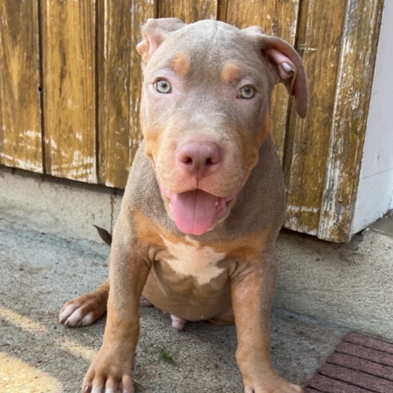 Kovu Des Molosses d’Angel - American Bully