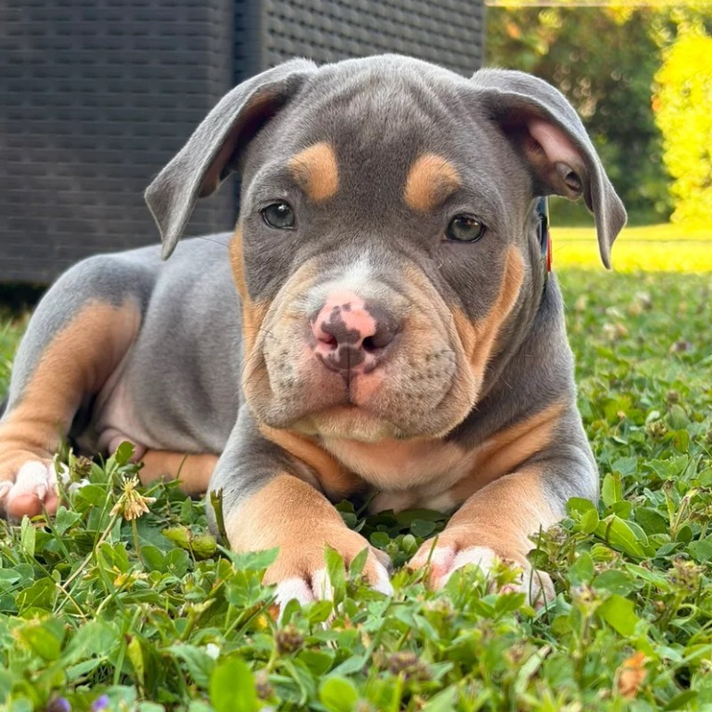 TK Bully'z Brasko  - American Bully