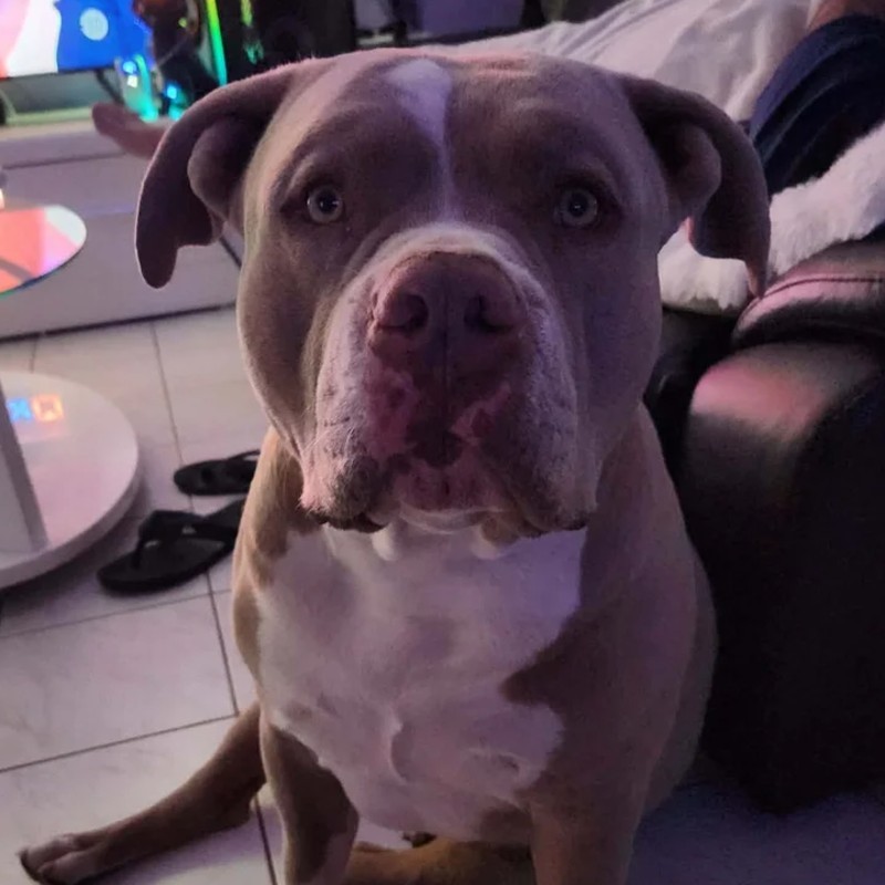 Uky Groot - American Bully