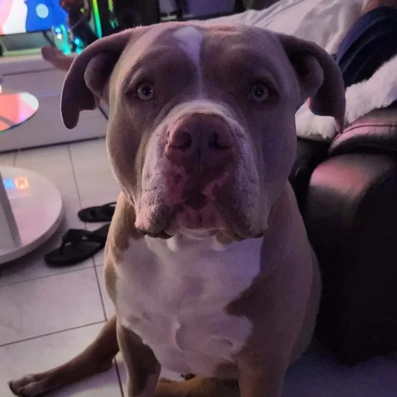 Uky Groot - American Bully