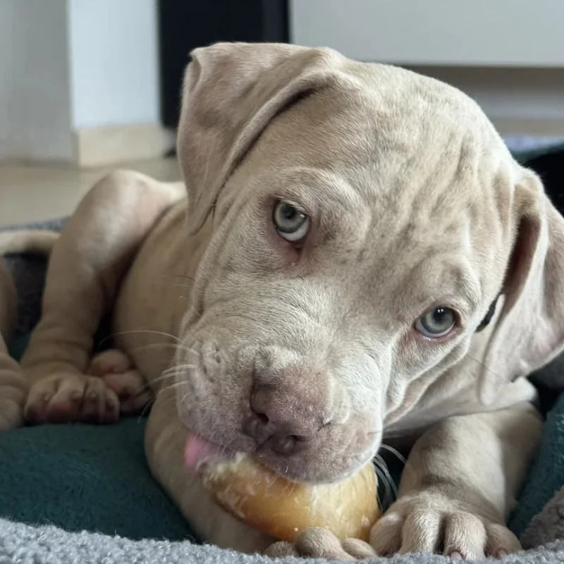 Aïko - American Bully