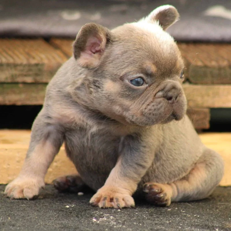 Bugatti By SCBC - Bouledogue français