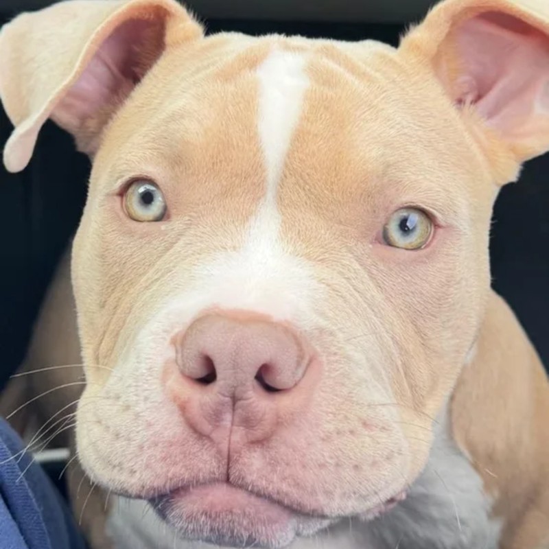 Baki - American Bully