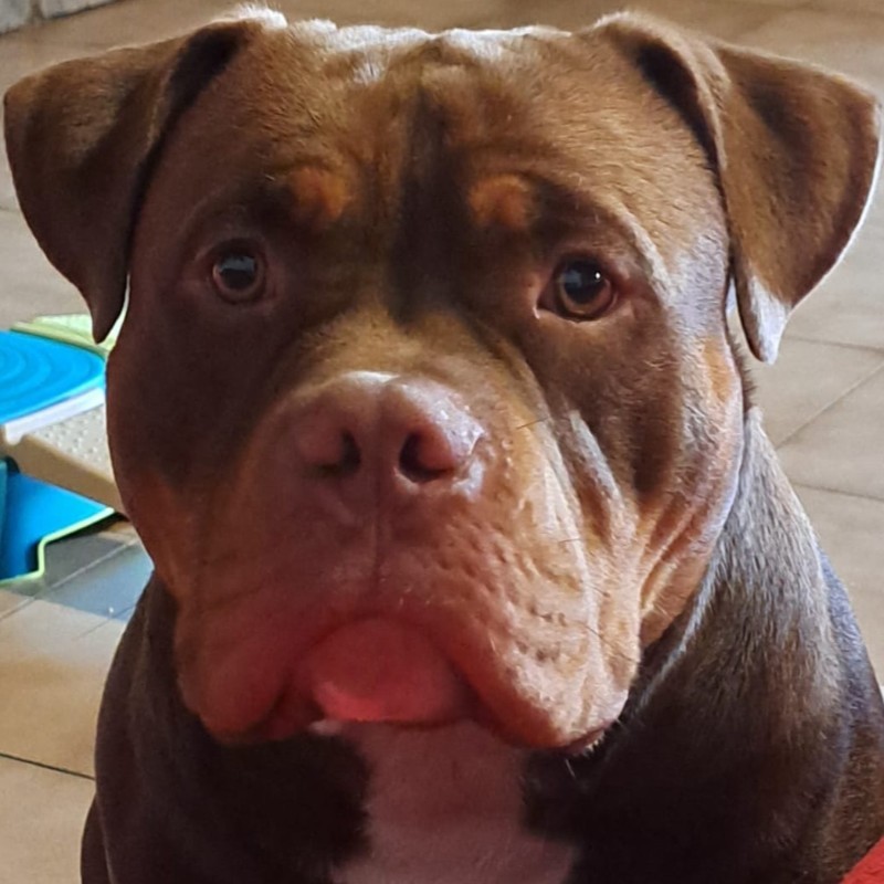Achille - American Bully
