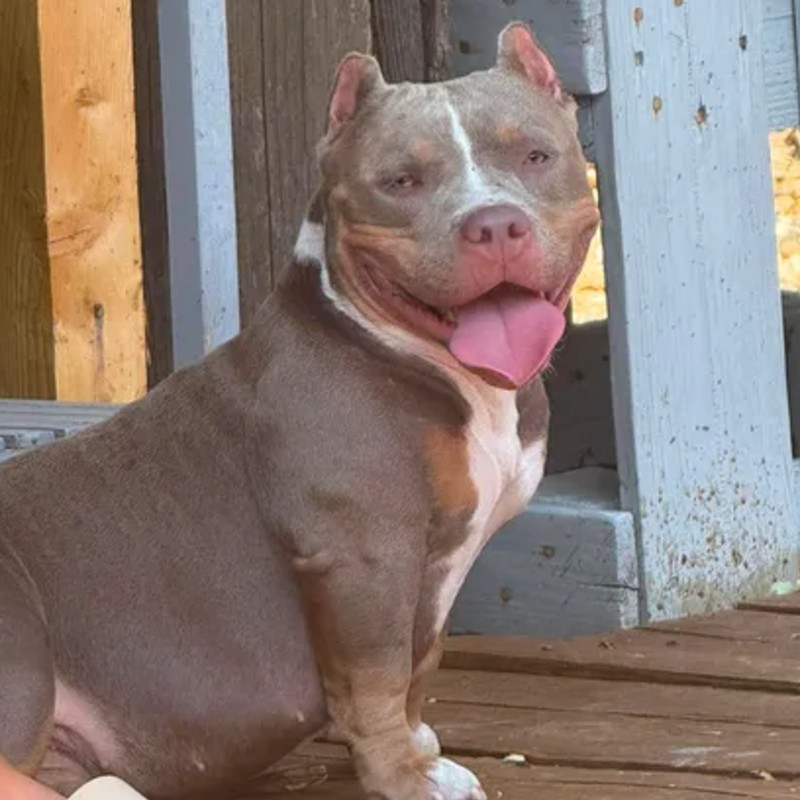 Azûl Dogjjline - American Bully