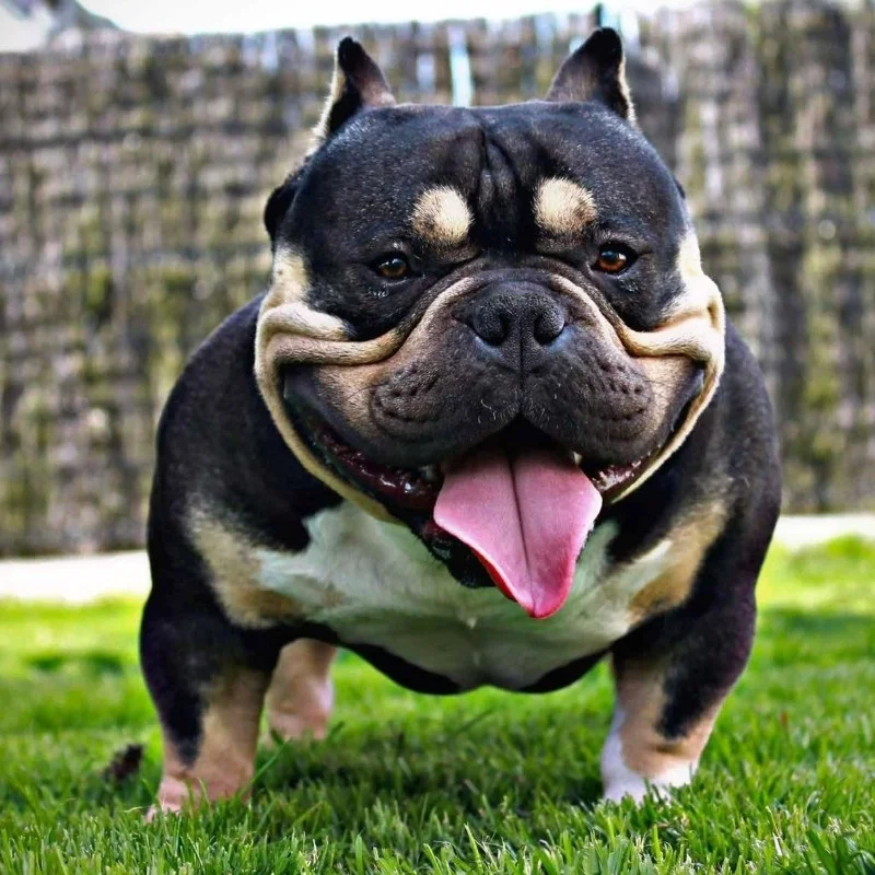 Barlou - American Bully