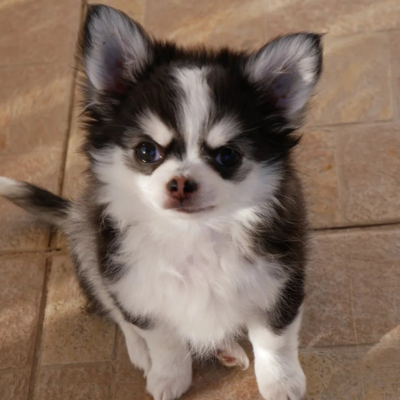 Dollhouse Blacky - Chihuahua