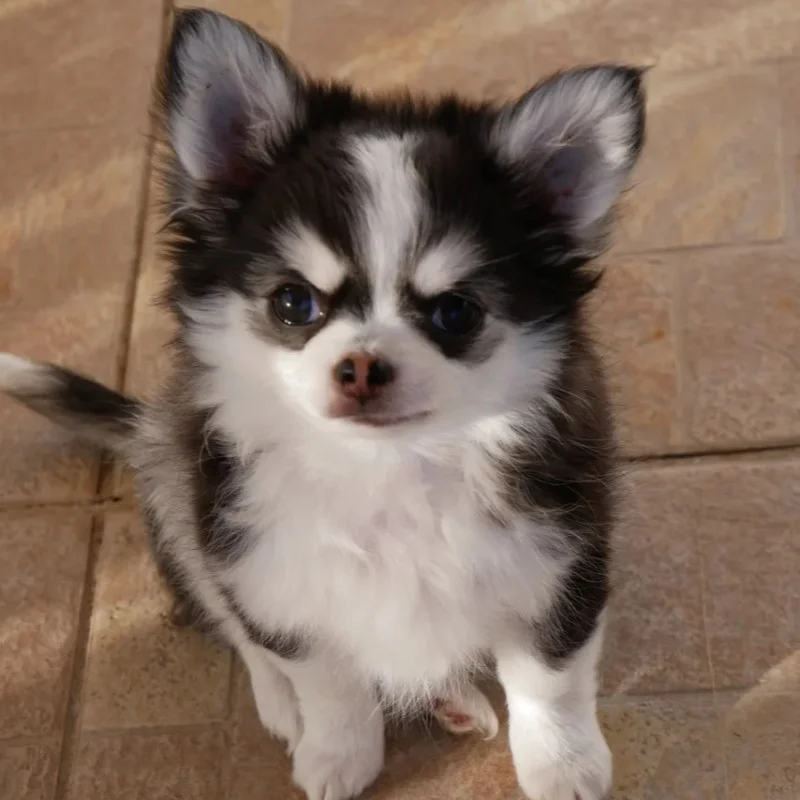 Dollhouse Blacky - Chihuahua