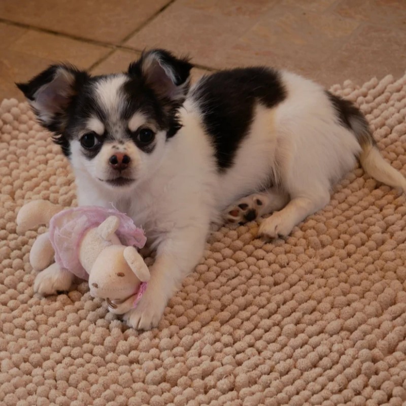 Dollhouse Bluna - Chihuahua