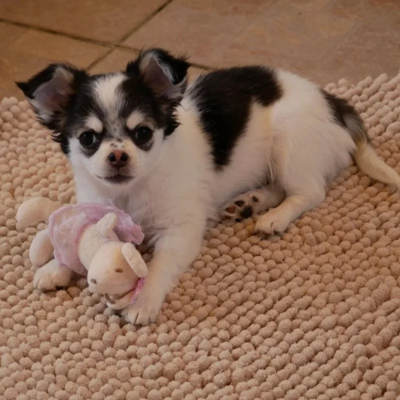 Dollhouse Bluna - Chihuahua