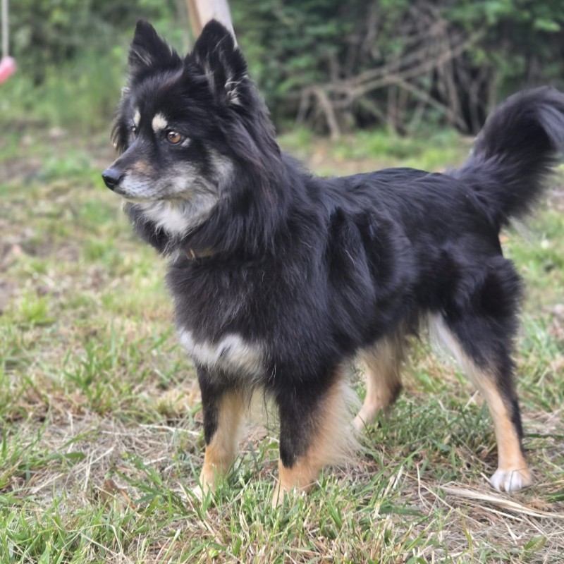 Perle du Domaine du Lys (F4) - Pomsky