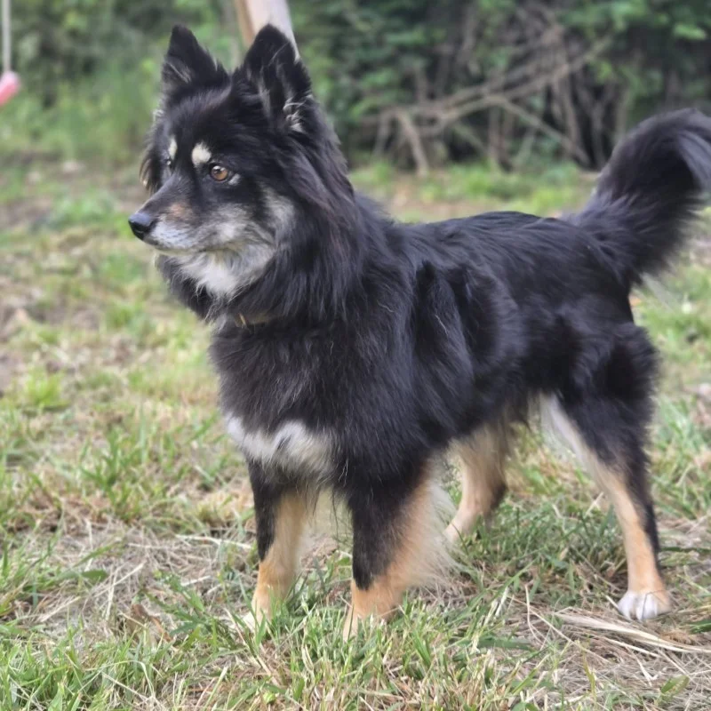 Perle du Domaine du Lys (F4) - Pomsky