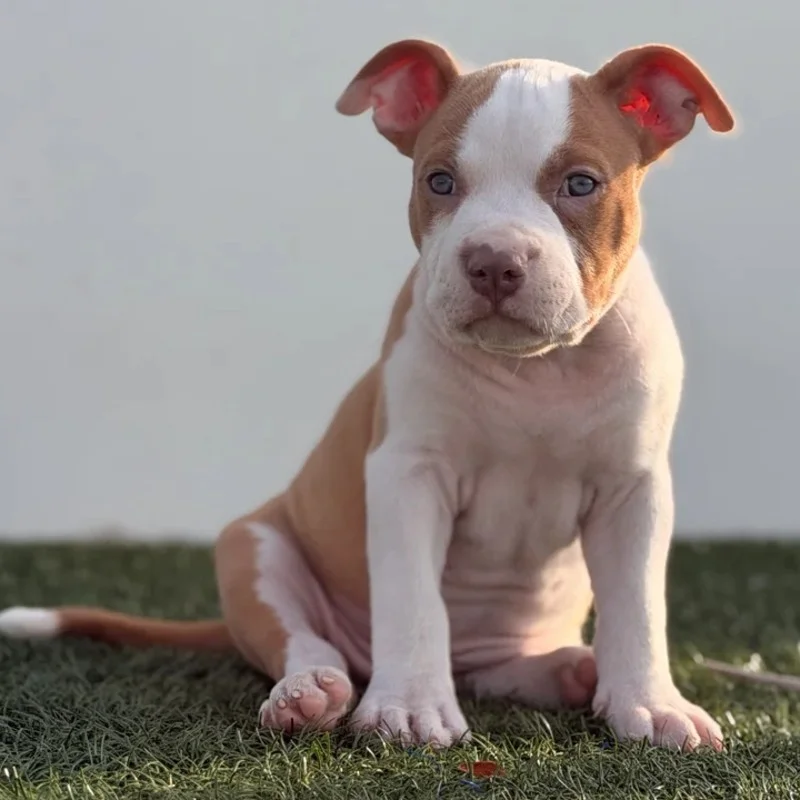 Baddies - American Bully