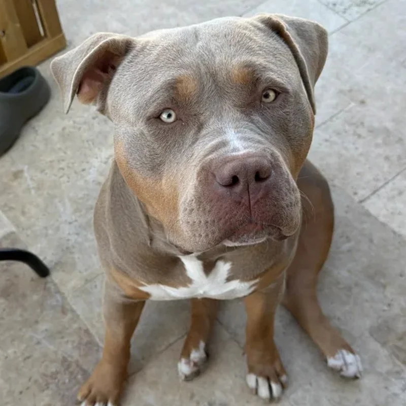 Kayen - American Bully